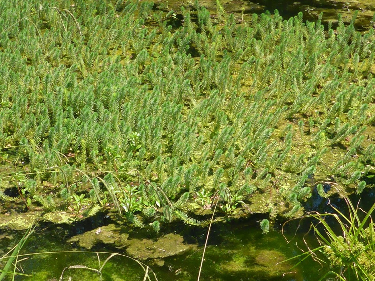 Myriophyllum aquaticum