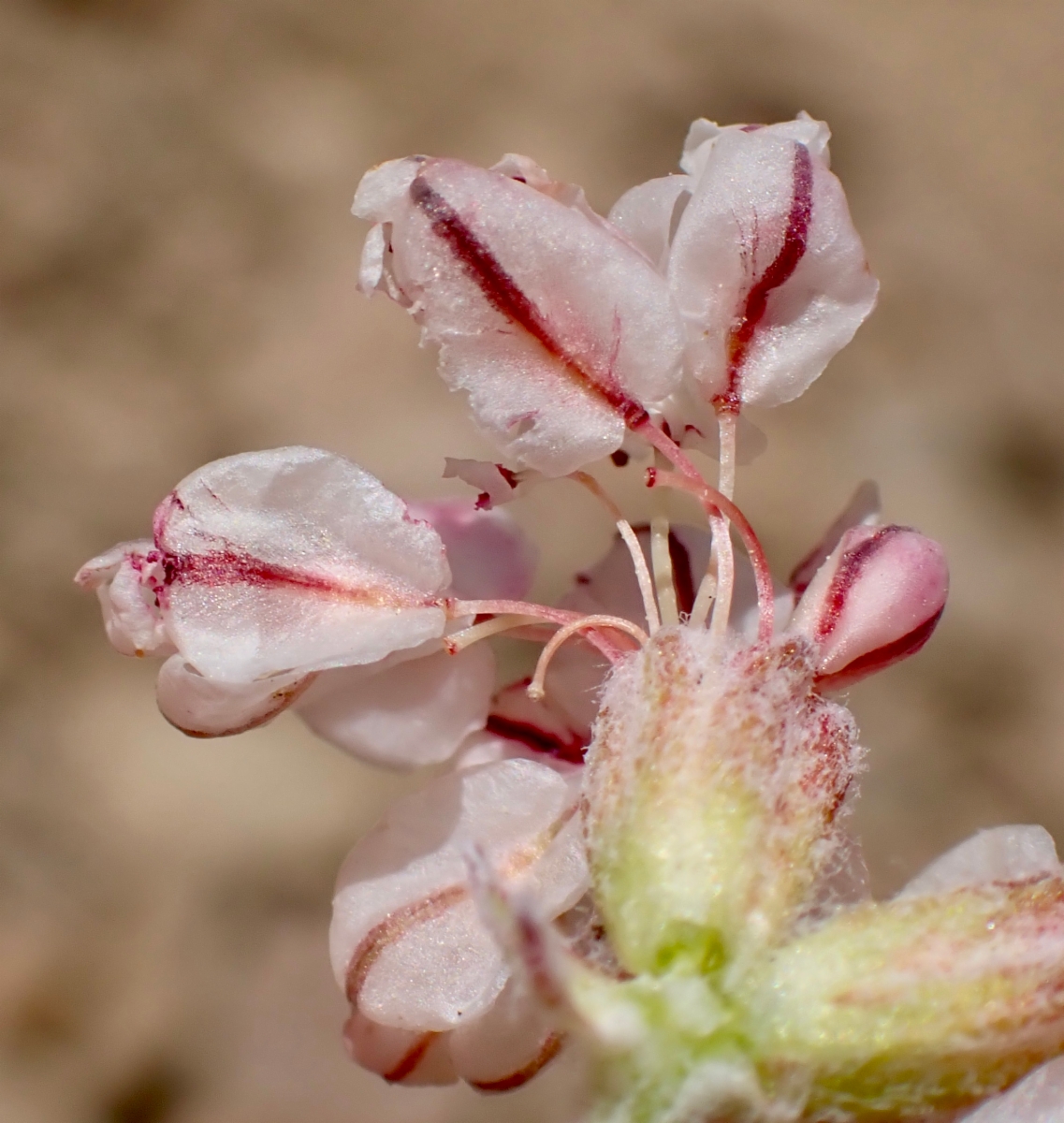 Eriogonum ovalifolium var. purpureum