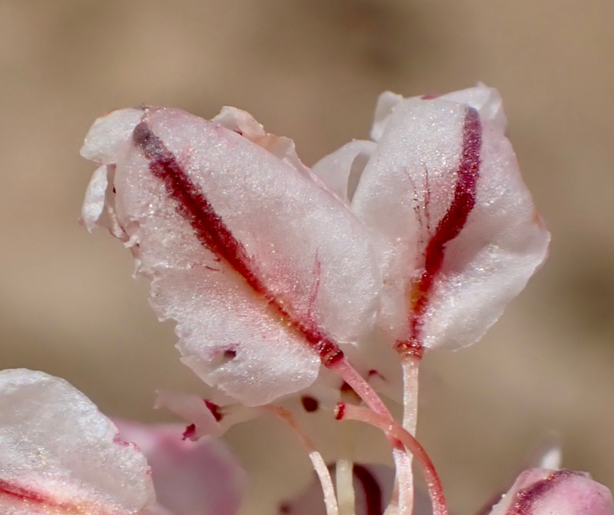 Eriogonum ovalifolium var. purpureum