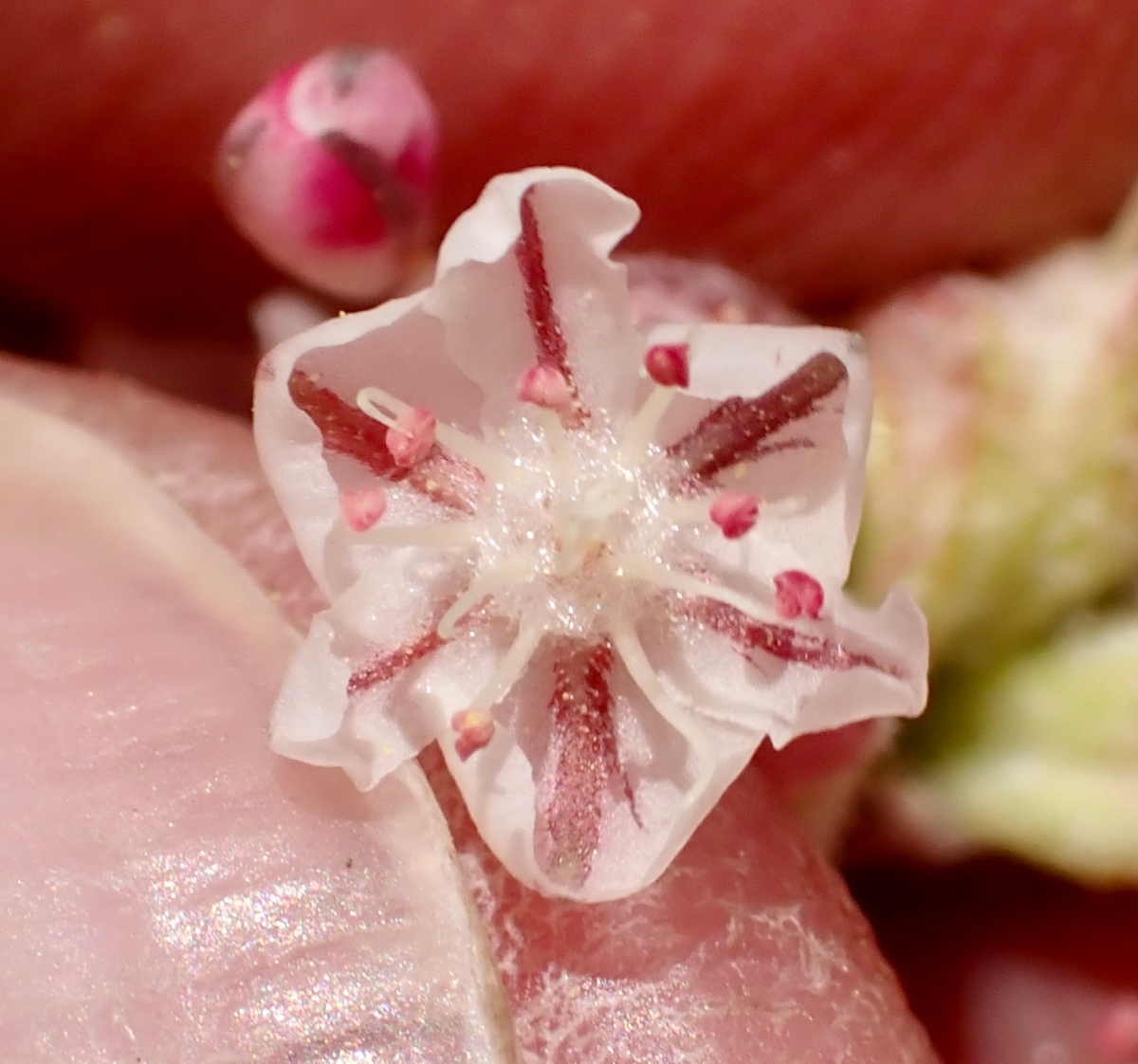 Eriogonum ovalifolium var. purpureum