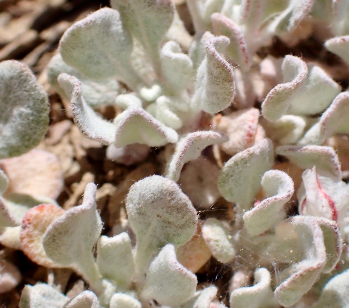 Eriogonum ovalifolium var. purpureum