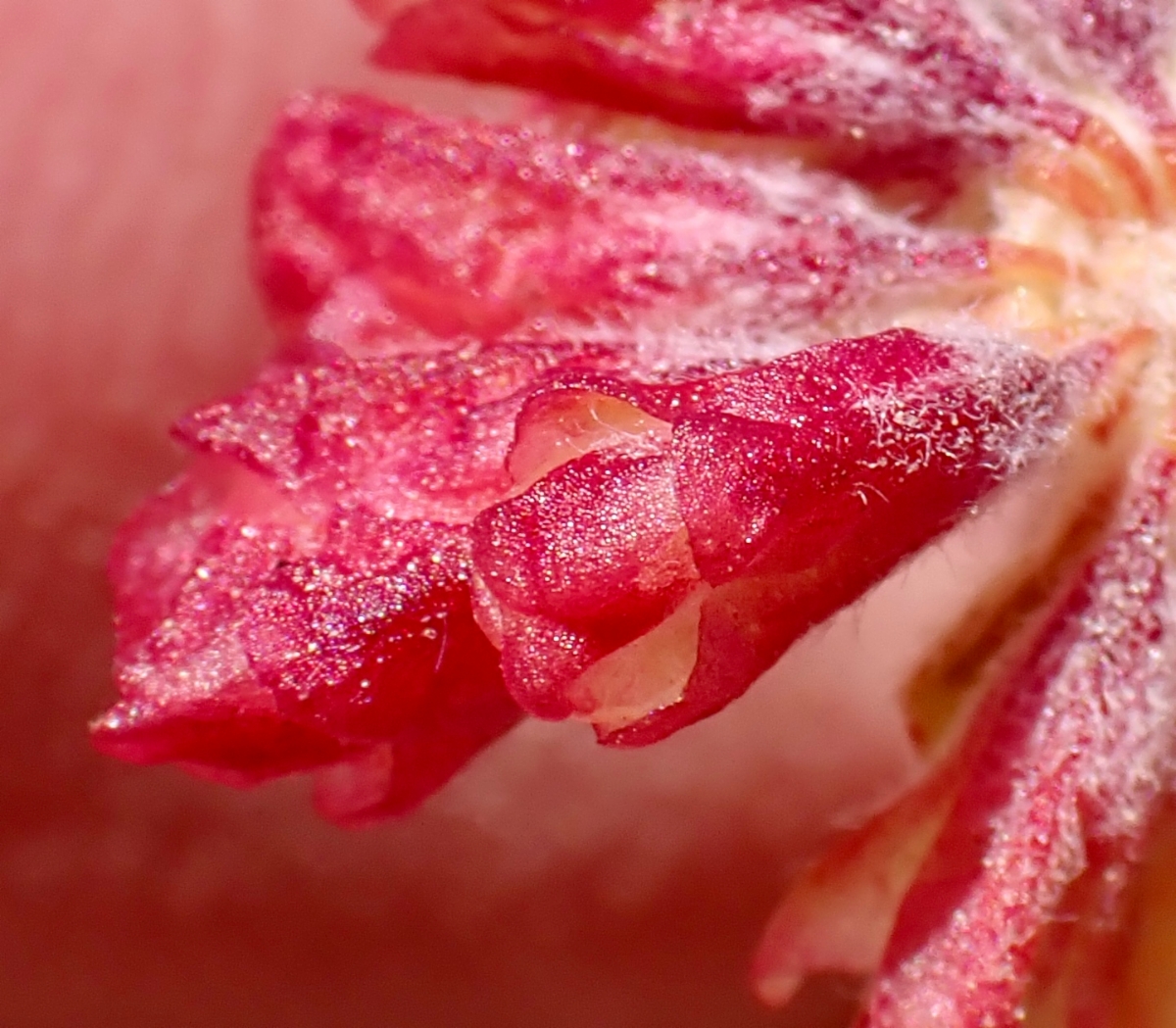 Eriogonum caespitosum