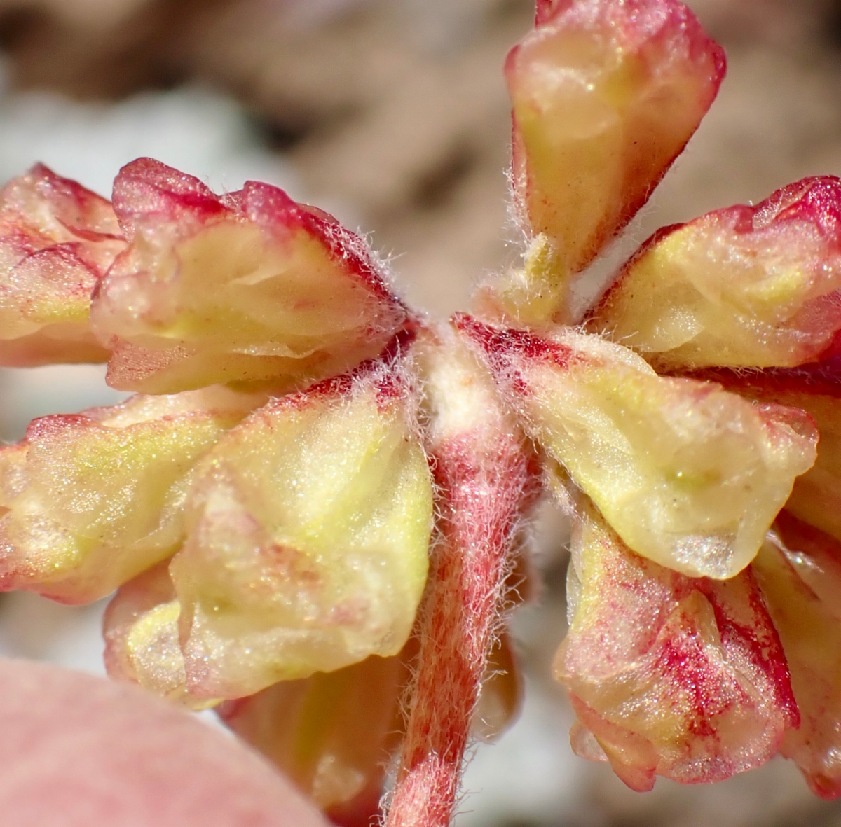 Eriogonum caespitosum