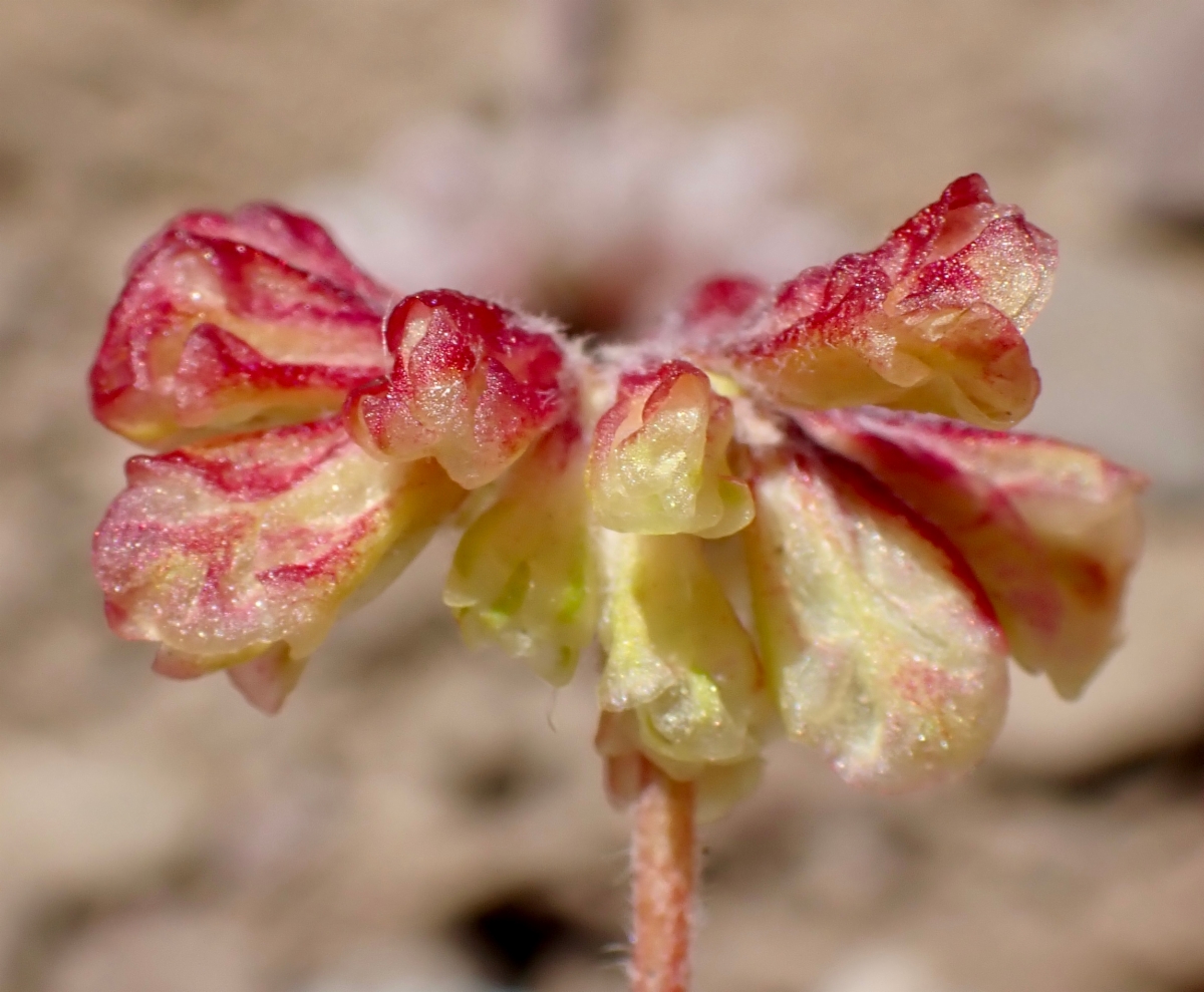 Eriogonum caespitosum