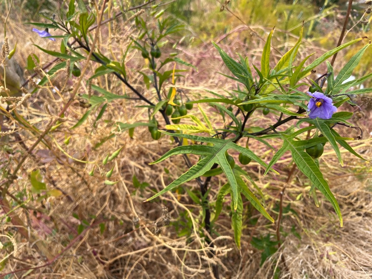 Solanum laciniatum