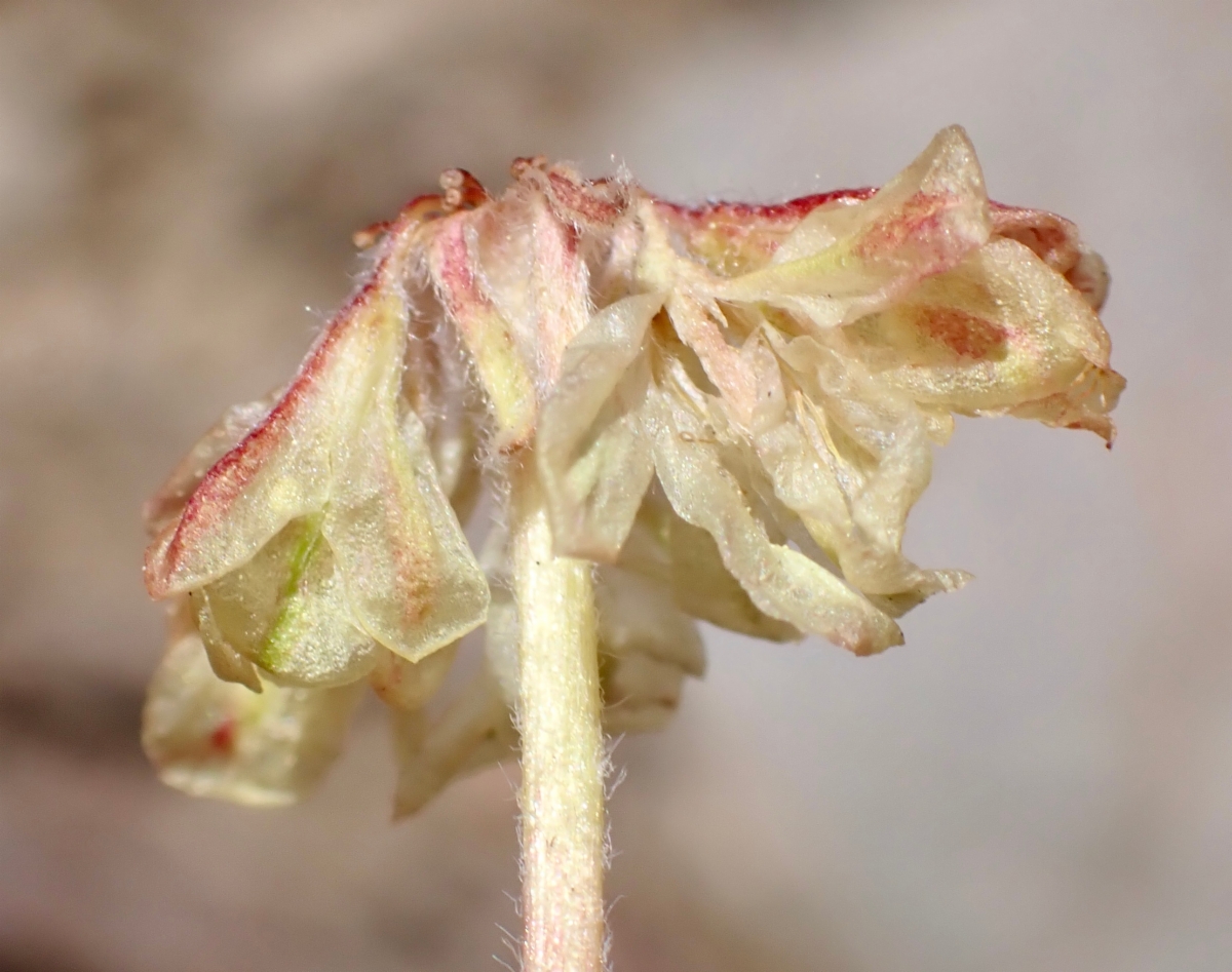 Eriogonum caespitosum