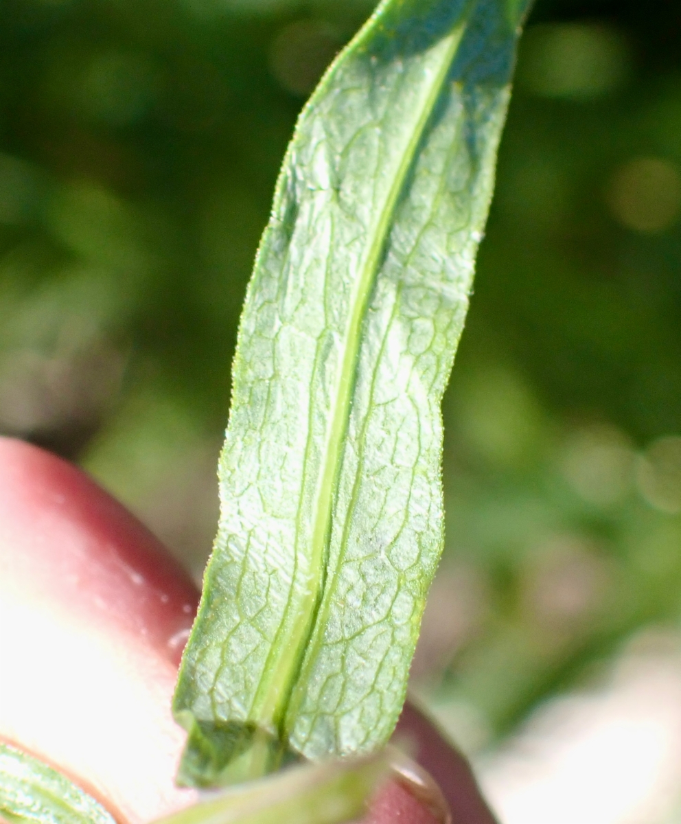 Symphyotrichum lanceolatum var. hesperium