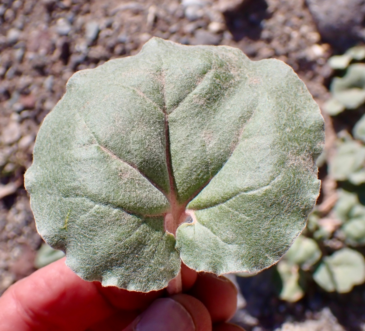 Eriogonum hoffmannii var. hoffmannii