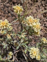 Eriogonum sphaerocephalum var. halimioides