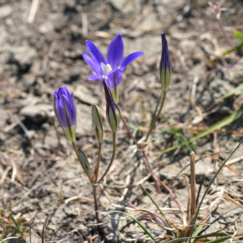 Brodiaea terrestris