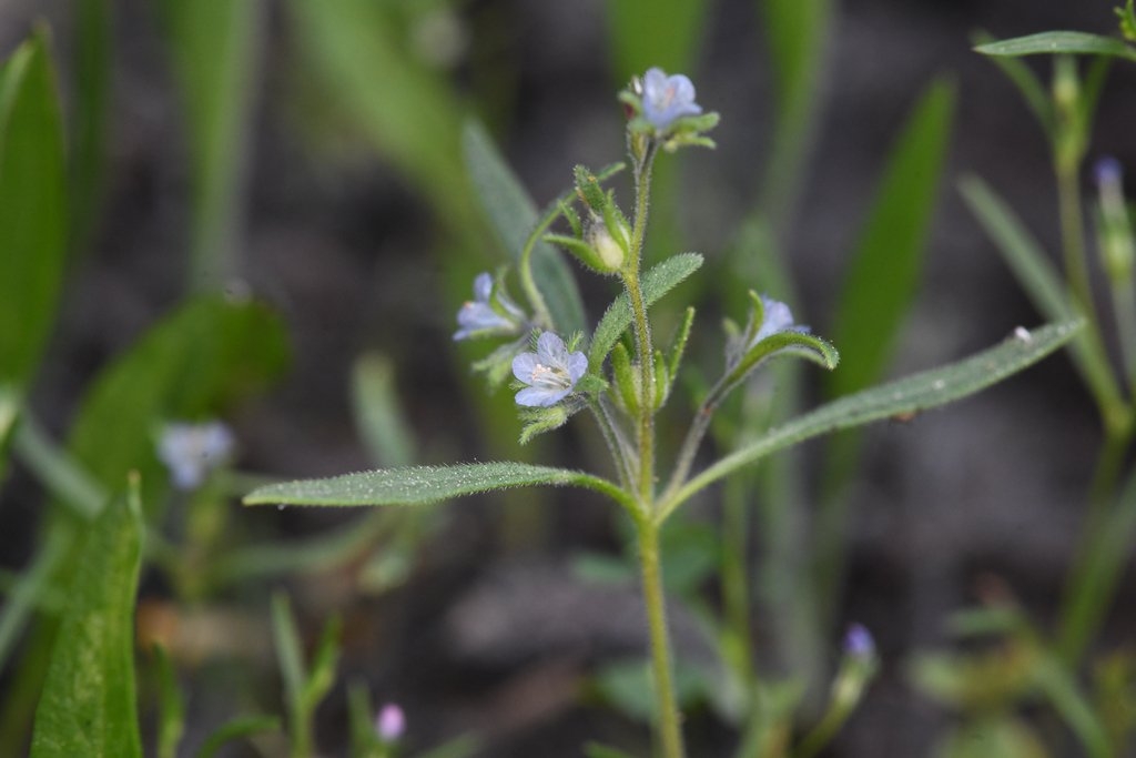 Phacelia leonis