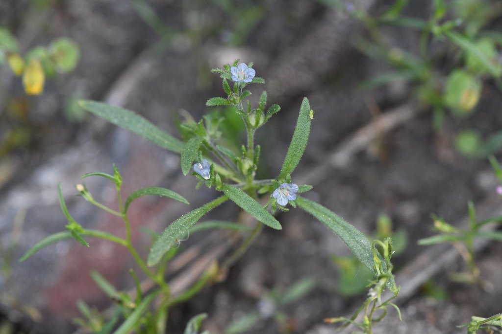 Phacelia leonis