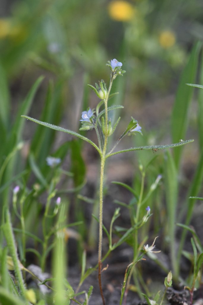 Phacelia leonis