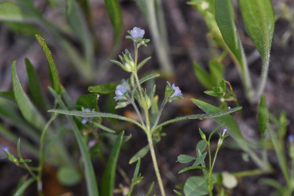 Phacelia leonis