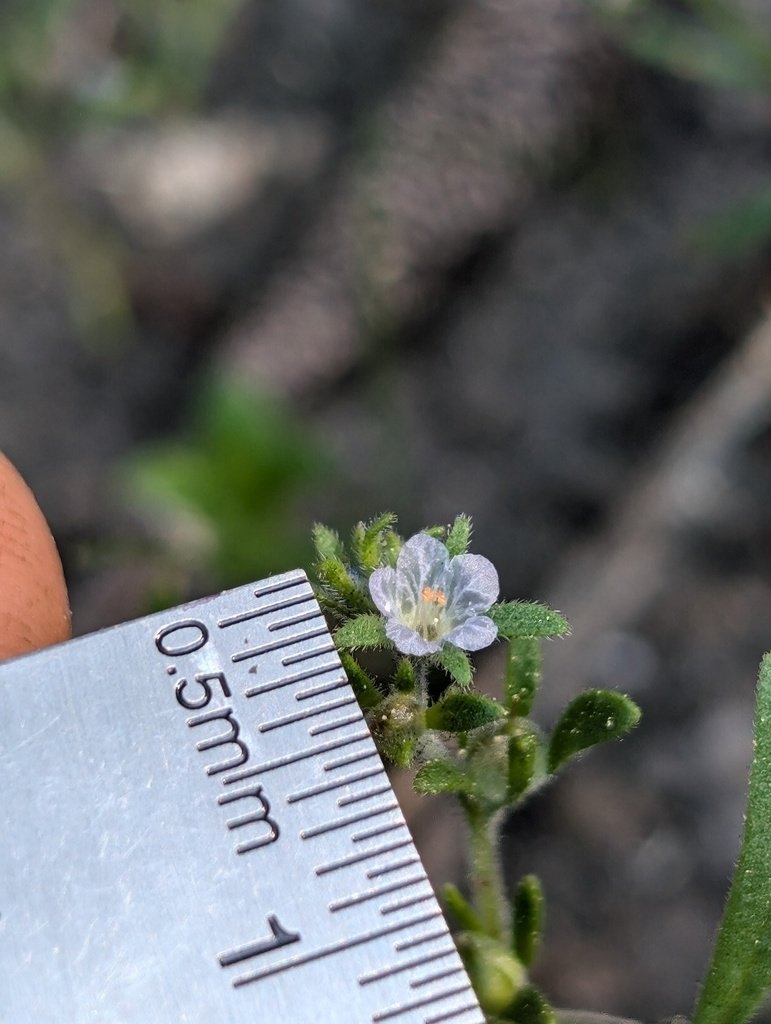 Phacelia leonis