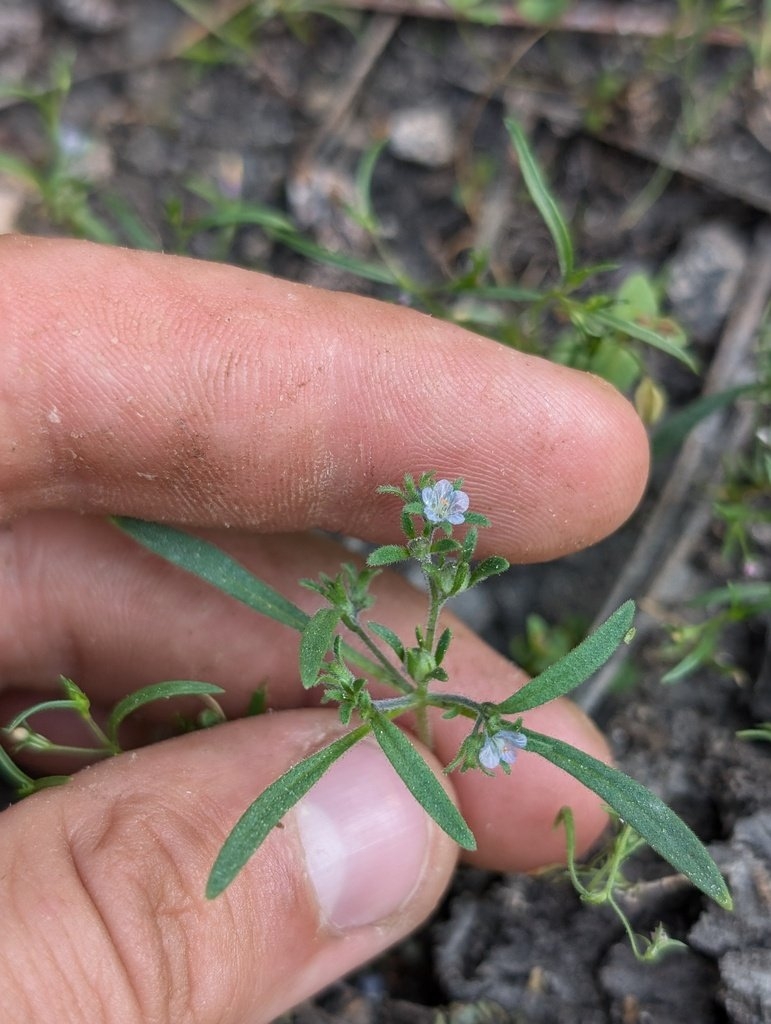 Phacelia leonis