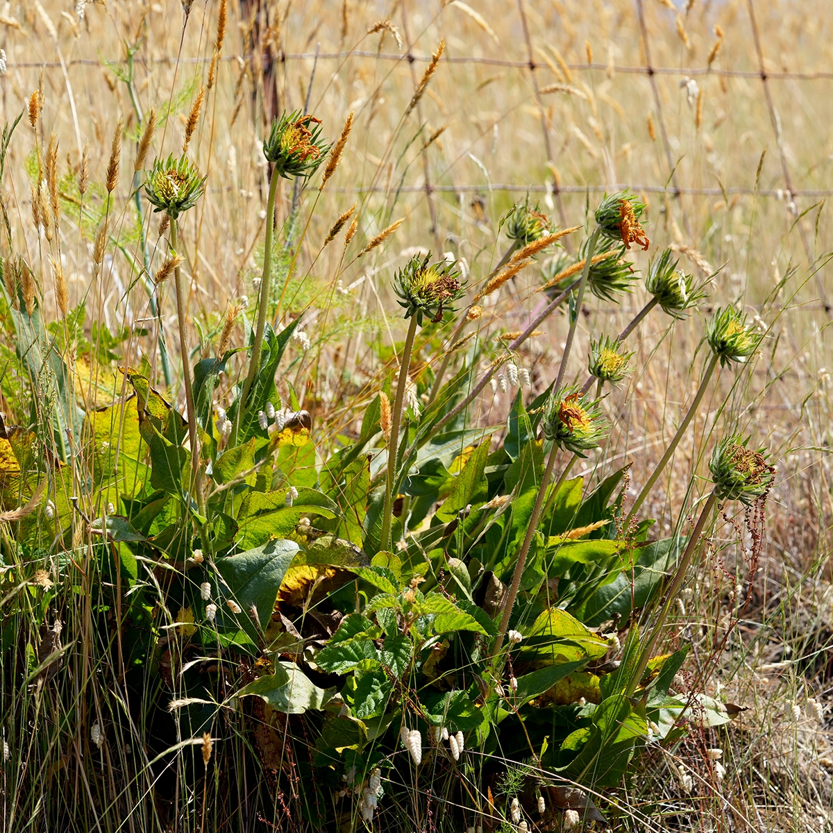 Wyethia longicaulis