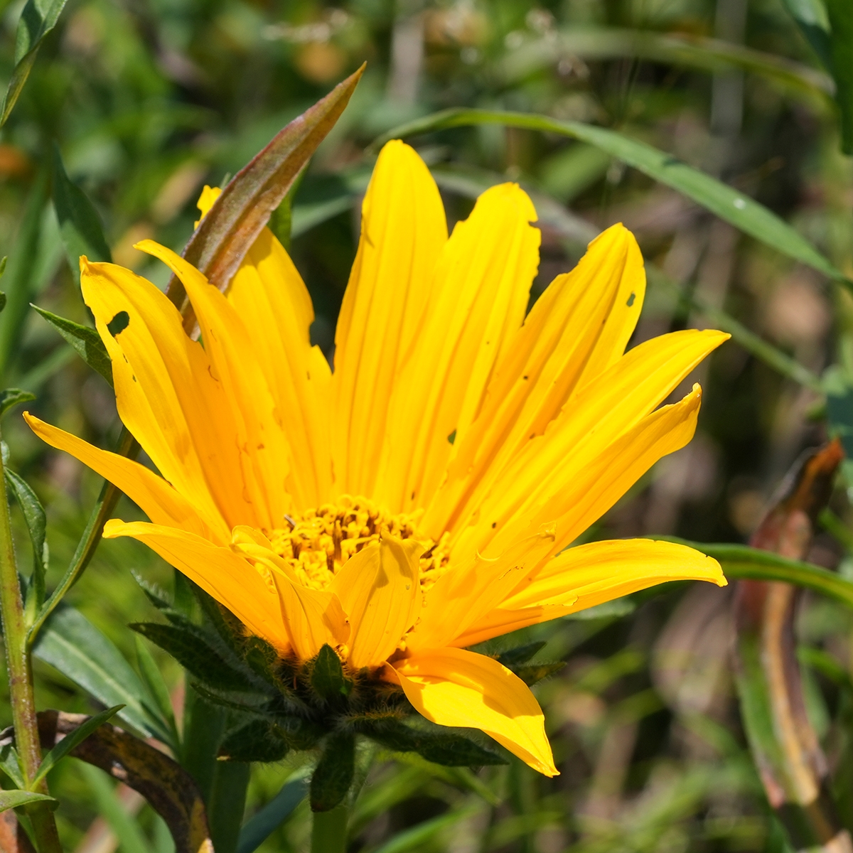 Wyethia longicaulis