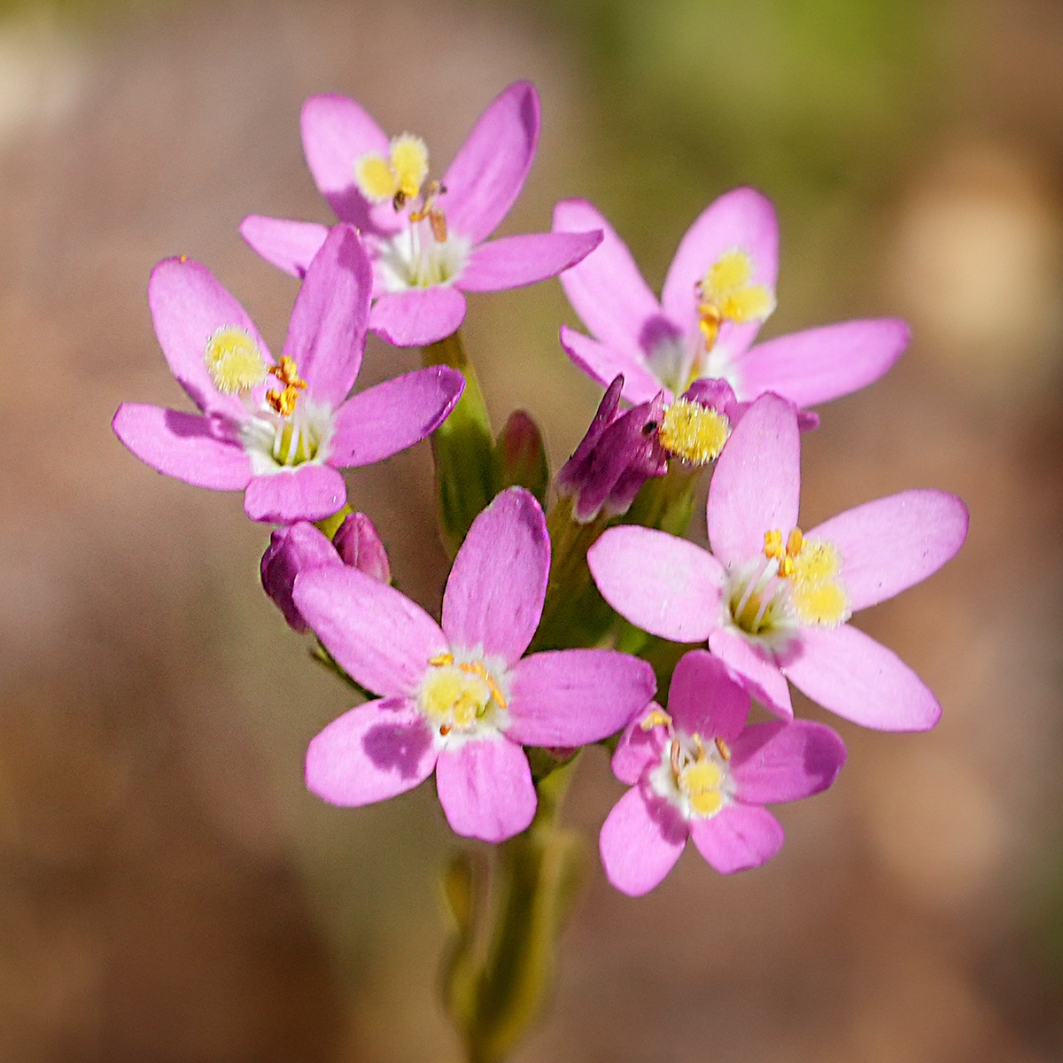 Zeltnera muehlenbergii