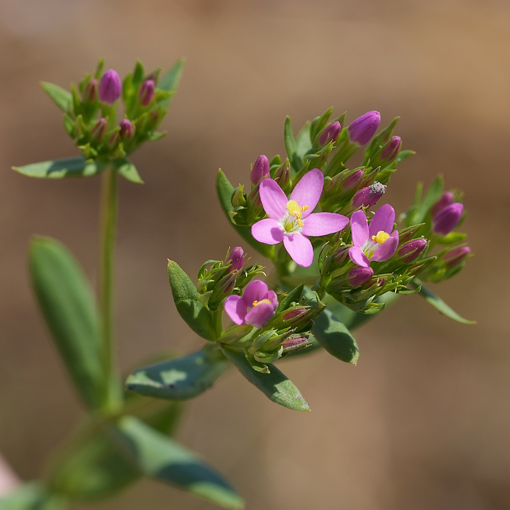 Zeltnera muehlenbergii