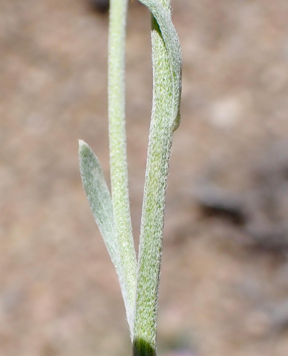 Erigeron argentatus