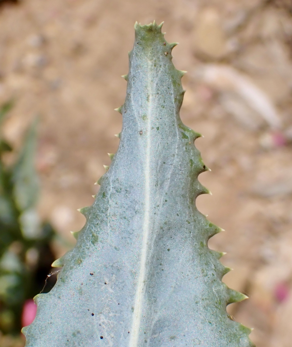 Penstemon floridus var. floridus