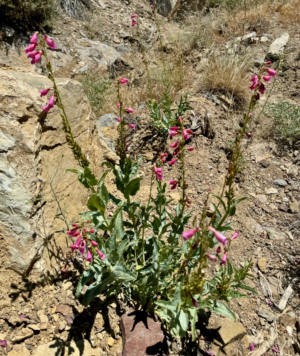 Penstemon floridus var. floridus