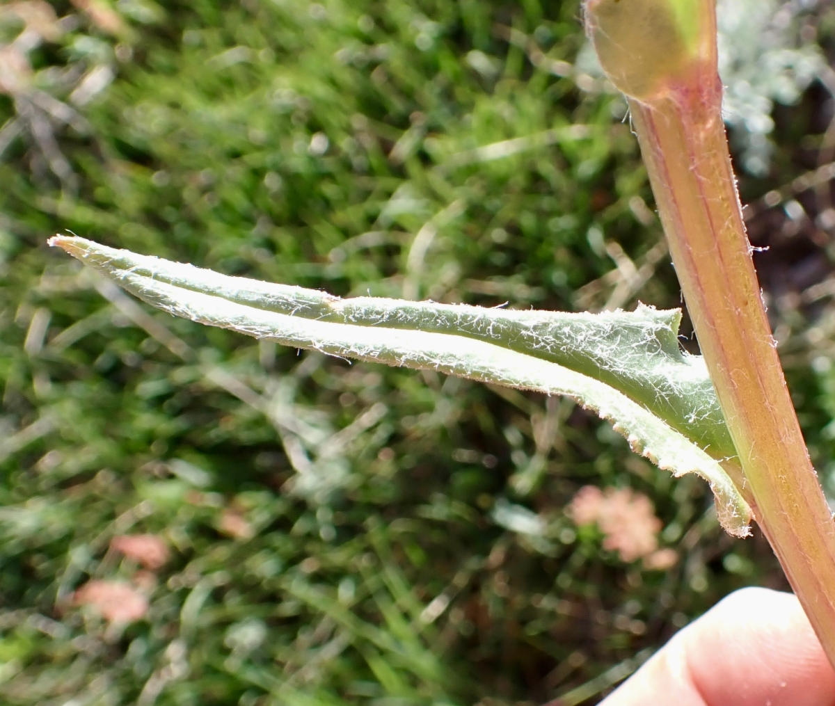 Senecio integerrimus var. exaltatus