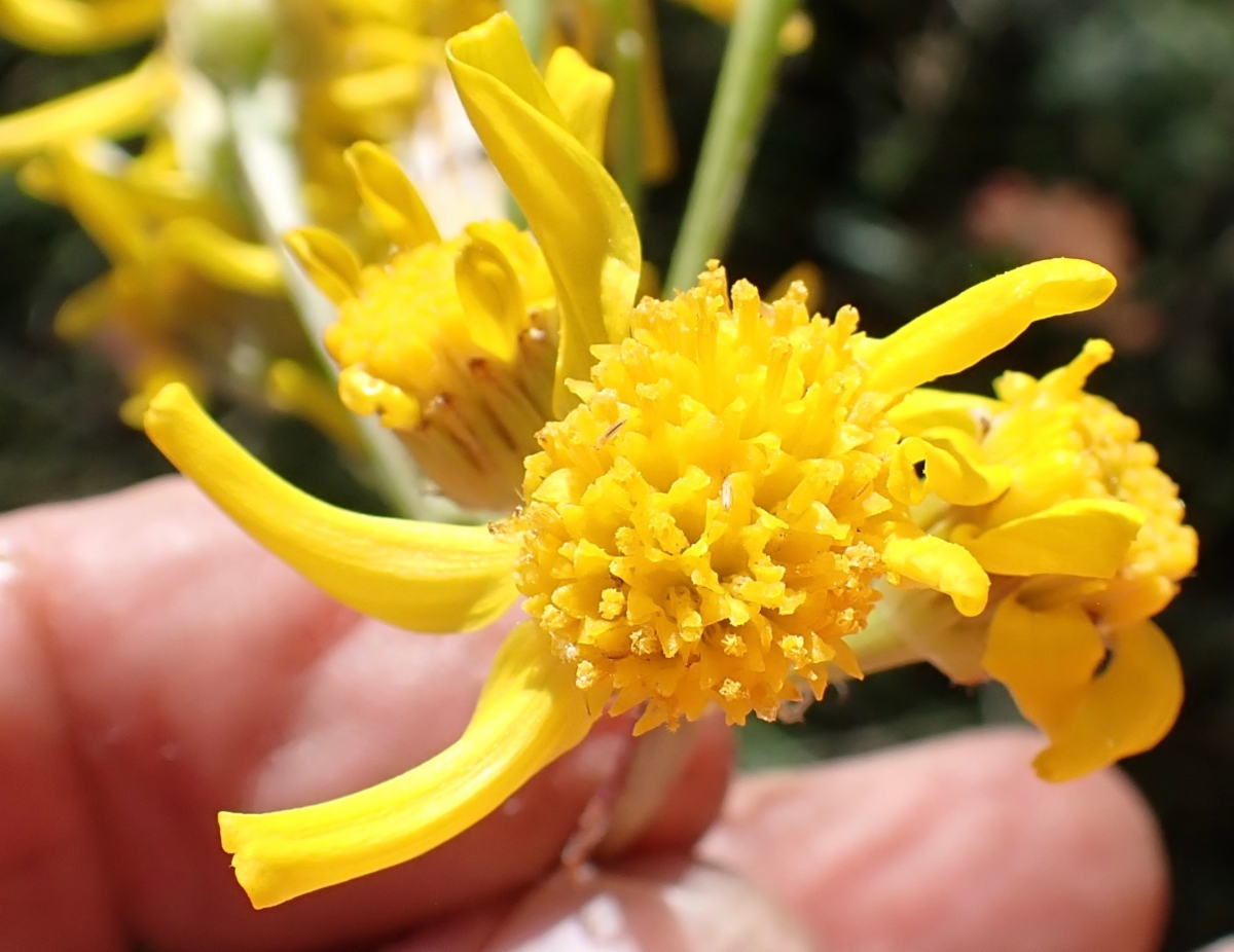 Senecio integerrimus var. exaltatus