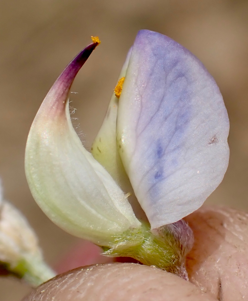 Lupinus argenteus var. heteranthus