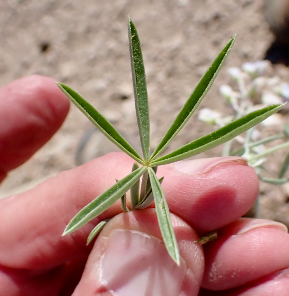 Lupinus argenteus var. heteranthus