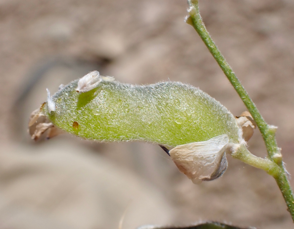 Lupinus argenteus var. heteranthus