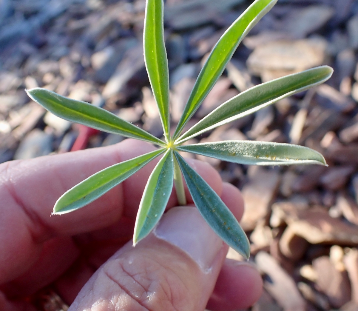 Lupinus excubitus var. excubitus