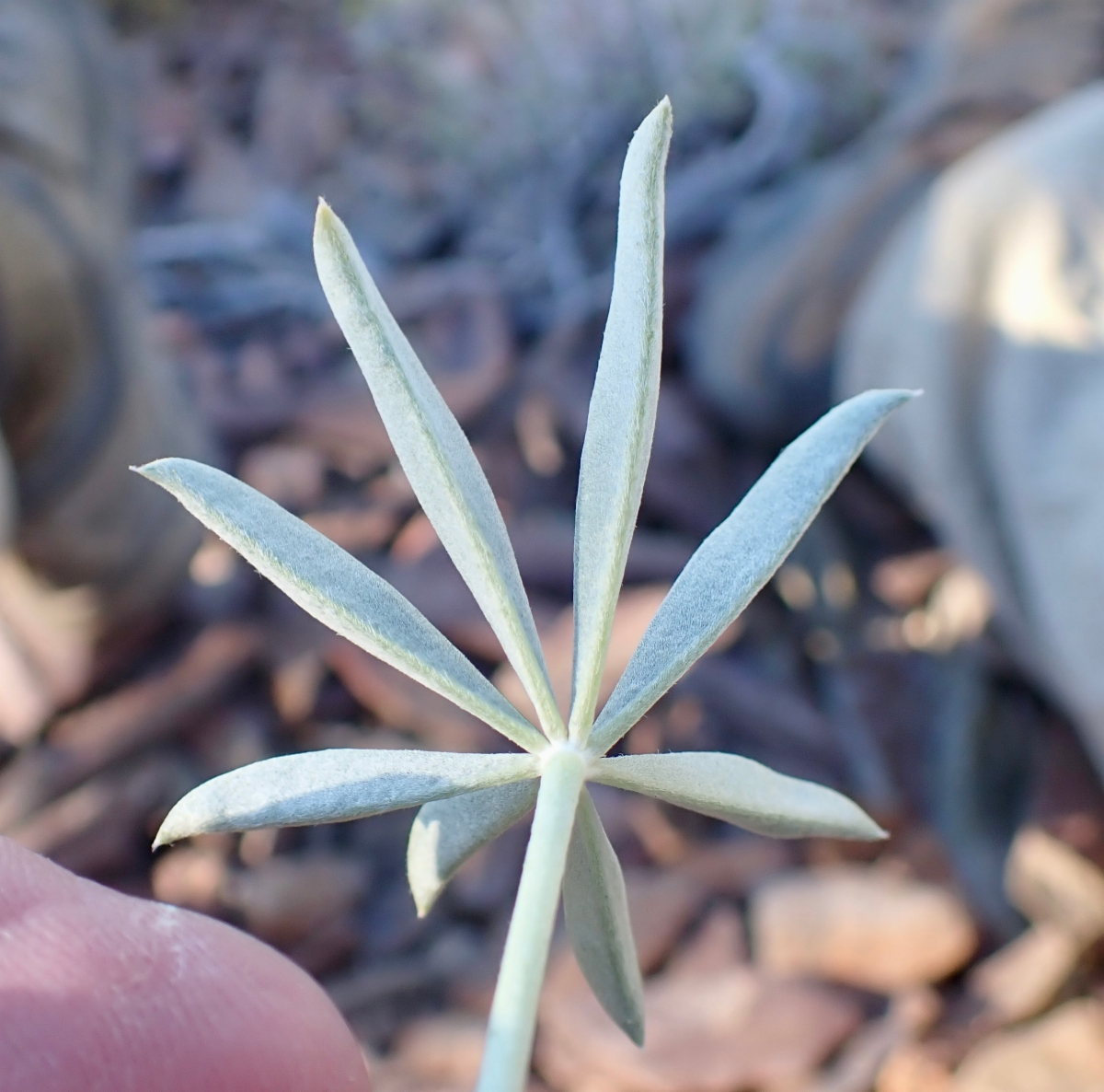 Lupinus excubitus var. excubitus