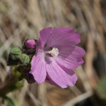 Sidalcea malviflora