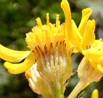 Senecio integerrimus var. exaltatus