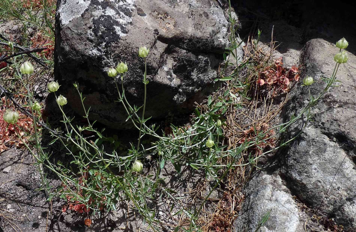 Monardella linoides ssp. anemonoides