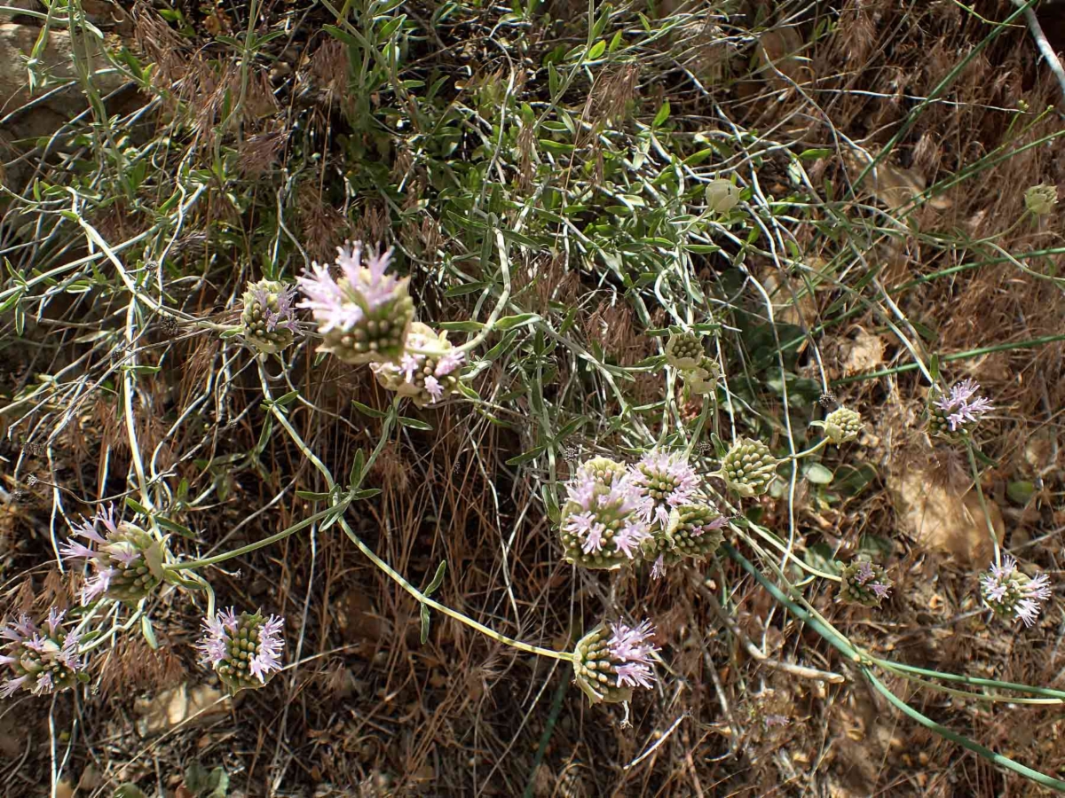 Monardella linoides ssp. anemonoides