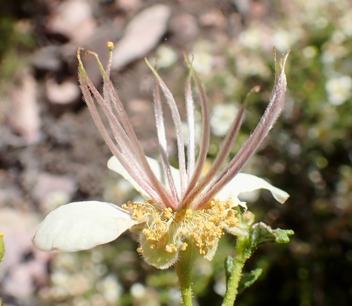 Purshia stansburyana