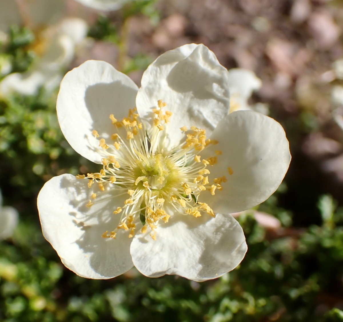 Purshia stansburyana