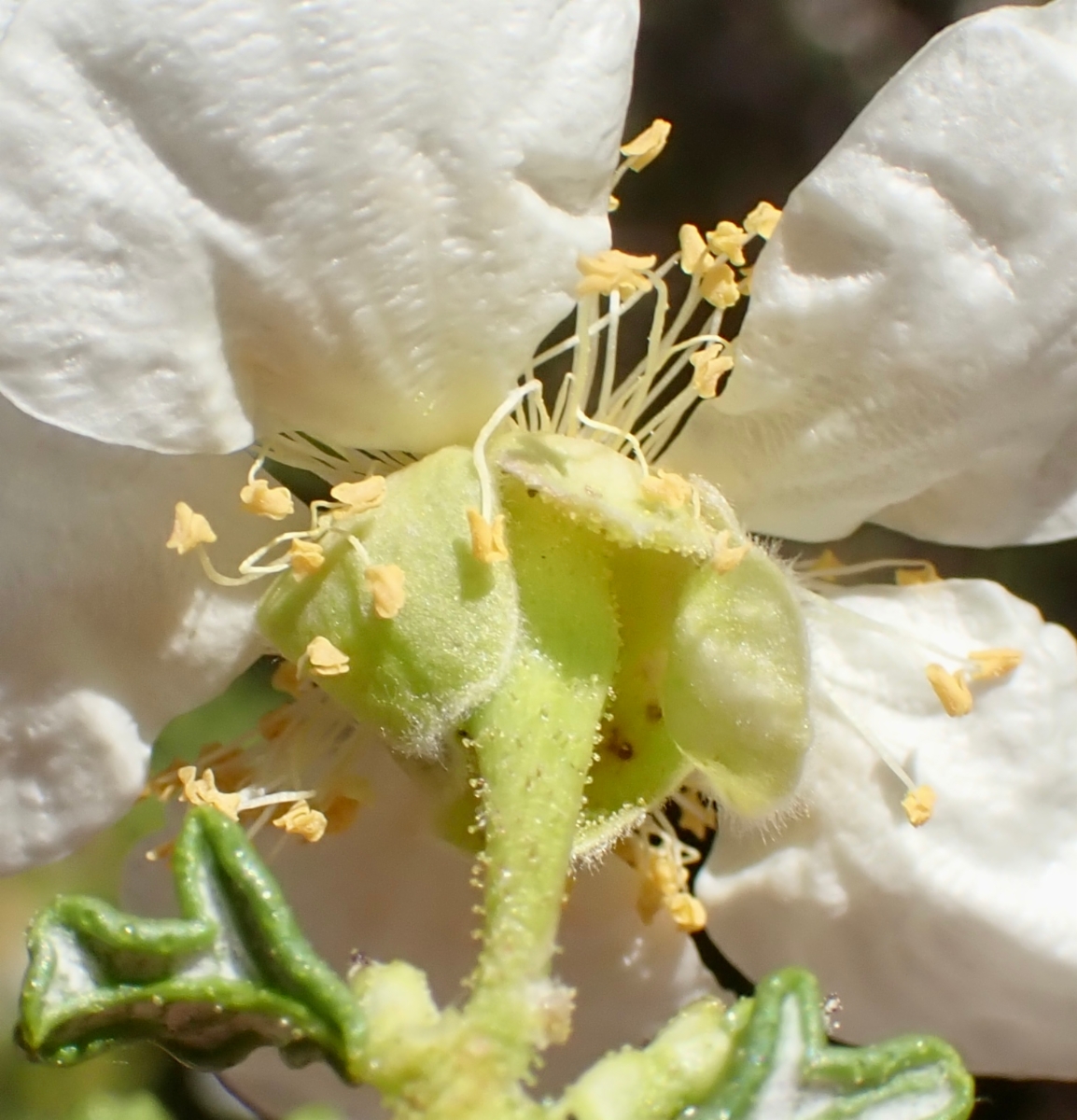 Purshia stansburyana