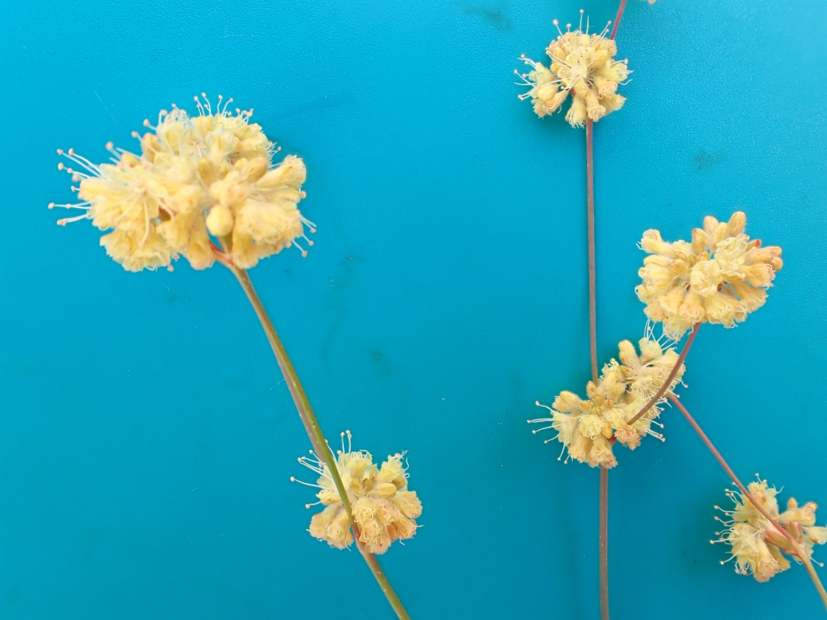 Eriogonum nudum var. pubiflorum