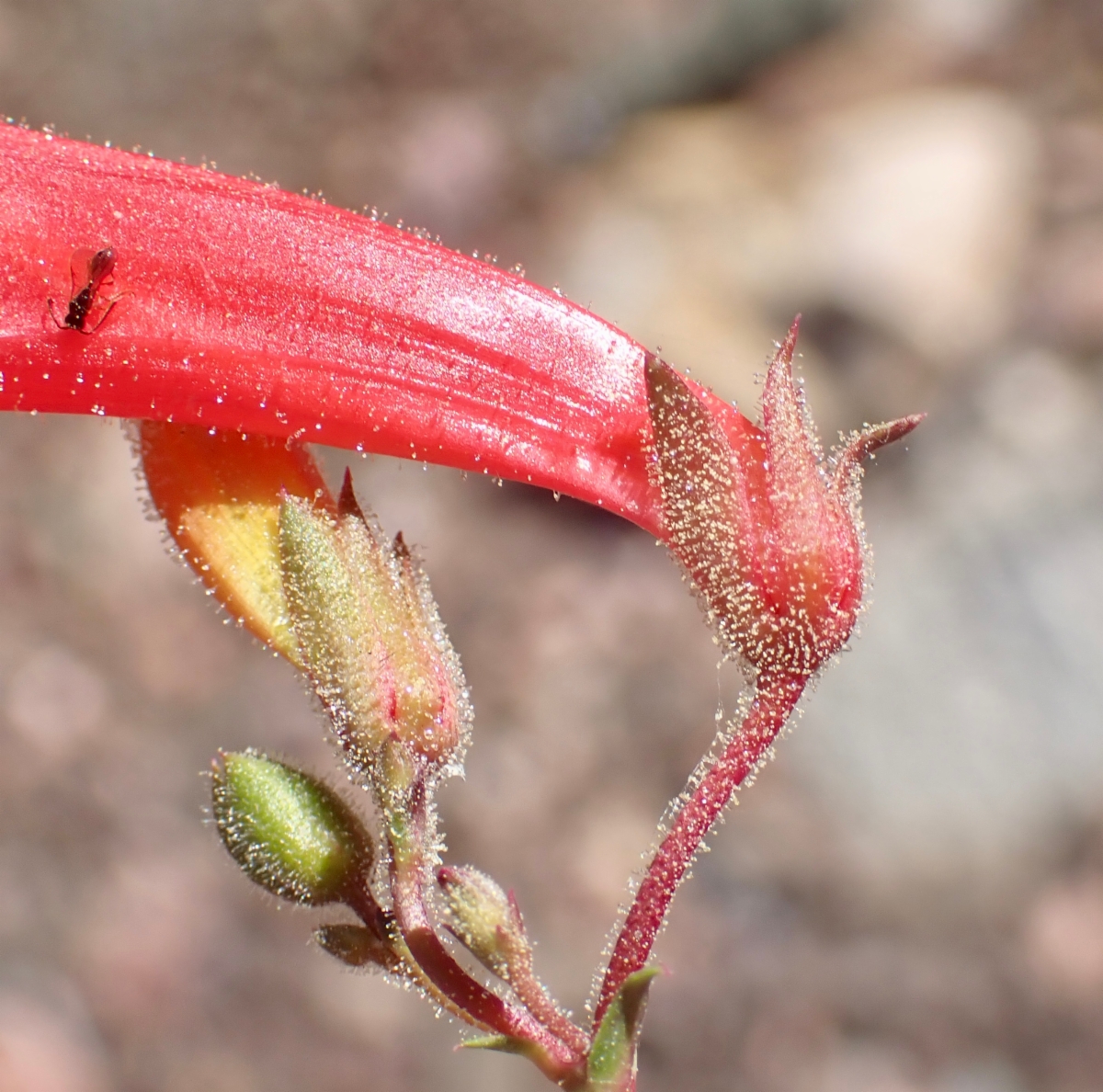 Penstemon rostriflorus