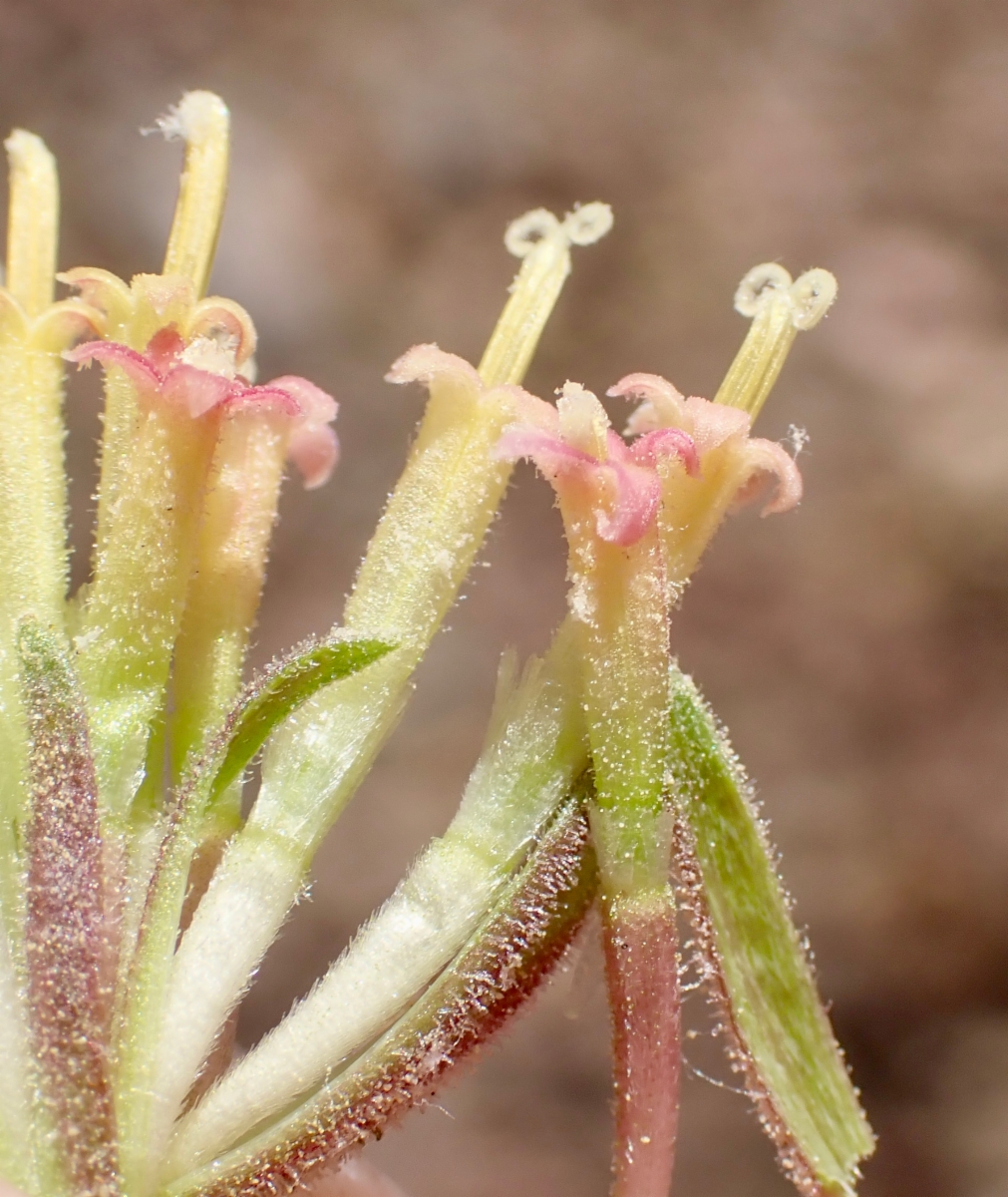 Chaenactis douglasii var. douglasii