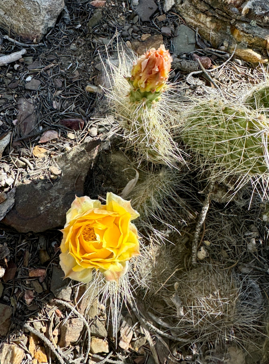 Opuntia polyacantha var. erinacea