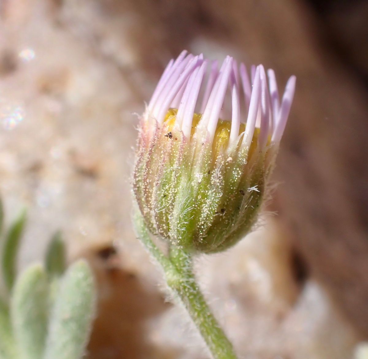 Erigeron clokeyi var. pinzliae