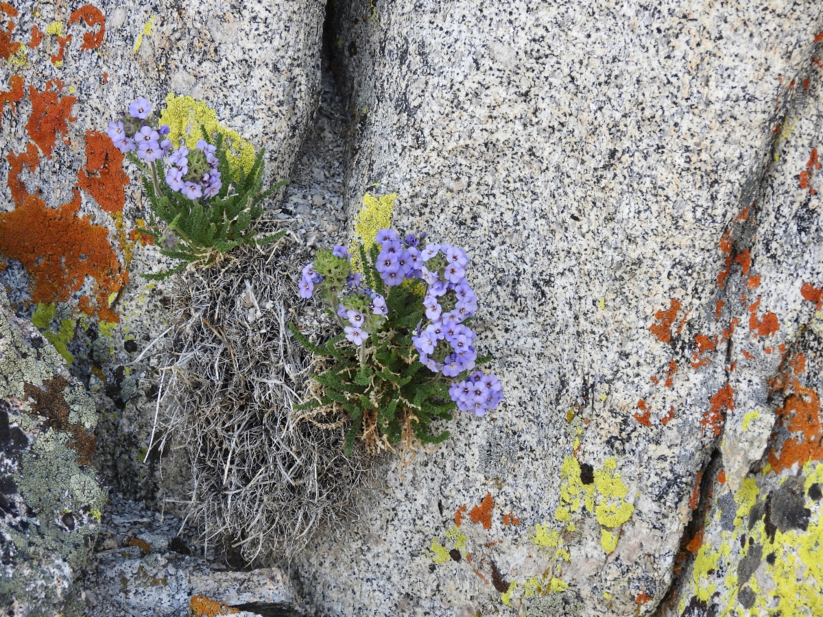 Polemonium eximium