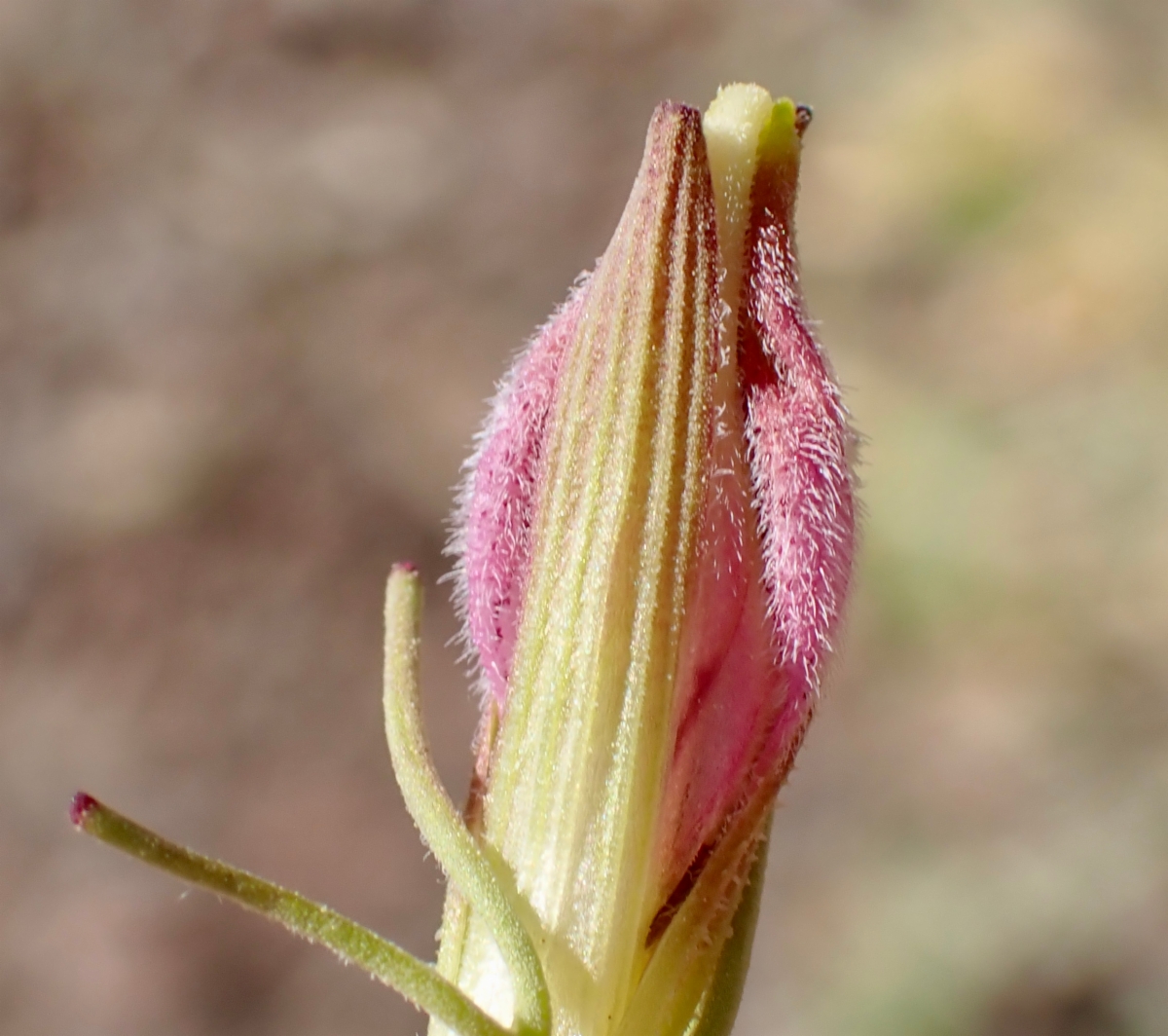 Cordylanthus eremicus ssp. eremicus