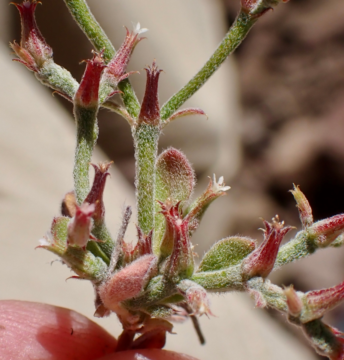 Chorizanthe brevicornu var. spathulata