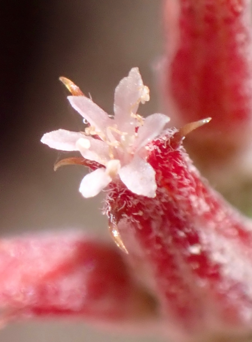 Chorizanthe brevicornu var. spathulata